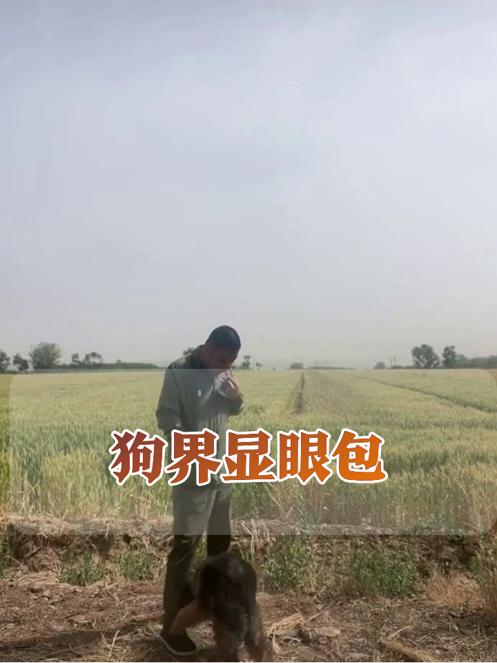 麦田边的显眼包小狗:主人抽烟它蹦迪,最后把主人逼成表情包