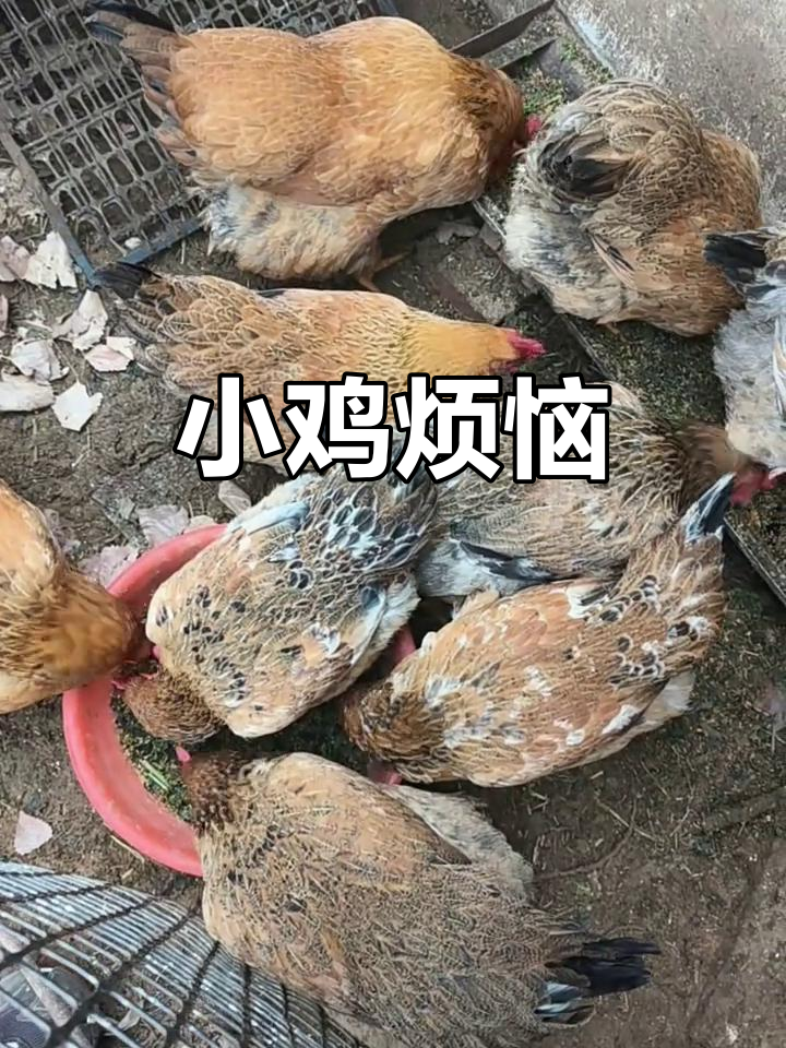 暑假养的小鸡,肥得不行却不下蛋,真是让人又爱又恼!