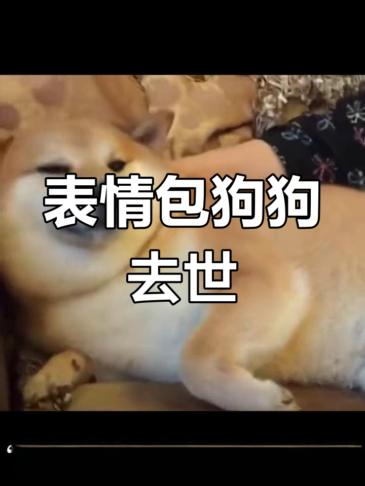 网红表情包柴犬父子因病离世,网友泪目告别