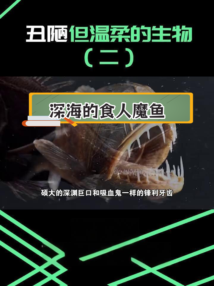 深海中的恐怖怪物,尖牙鱼为何如此弱小?