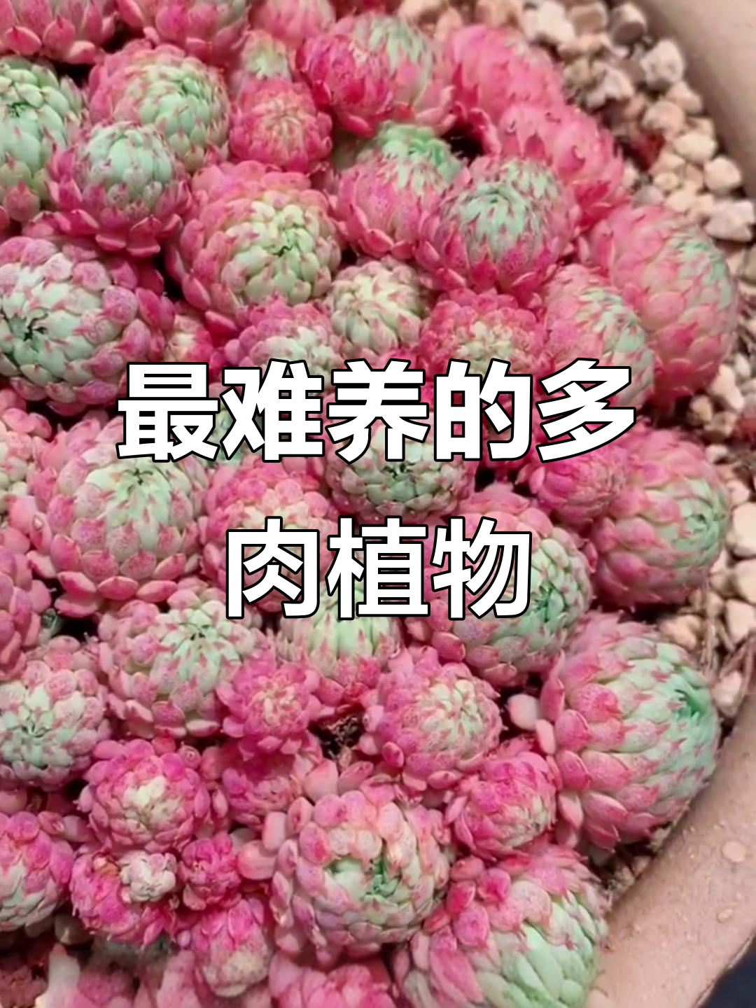 多肉界最难养的四大品种,看看你家有没有这些“挑战”