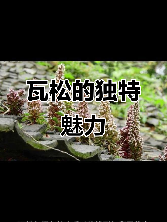 瓦松：悬崖峭壁上的美丽仙子，开花如烟火