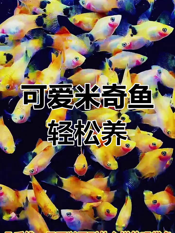 米奇鱼:几毛钱就能买到的小萌宠,超易饲养!