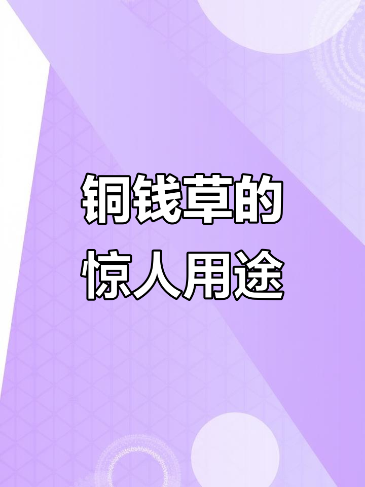 铜钱草竟有这么多神奇作用,你家乡有吗?