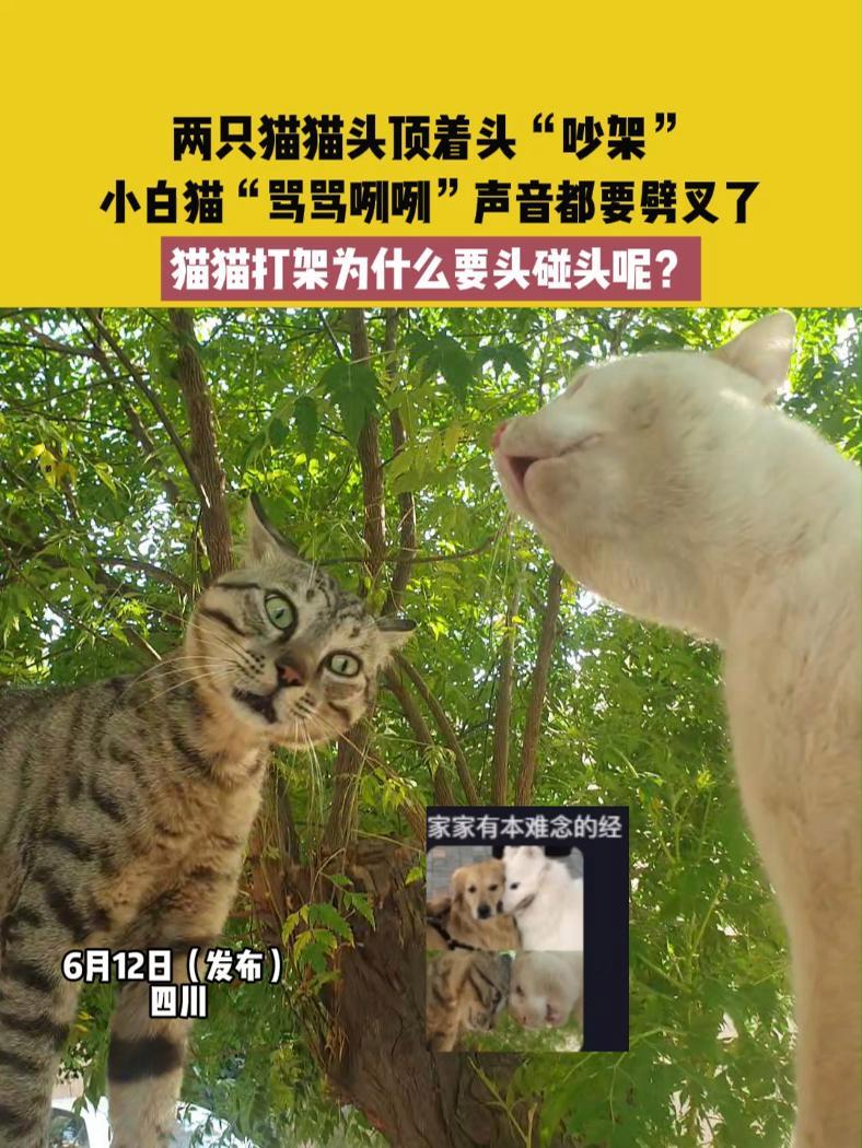 6月12日(发布)四川,两只猫猫头顶着头“吵架”,小白猫“骂骂咧咧”声音都要劈叉了,猫猫打