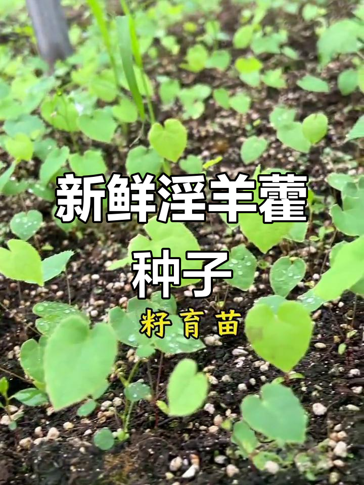 新鲜柔毛淫羊藿种子,助力乡村振兴,农业基地直供