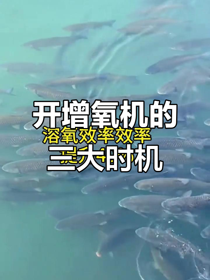 三个关键时刻开增氧机,避免鱼儿窒息
