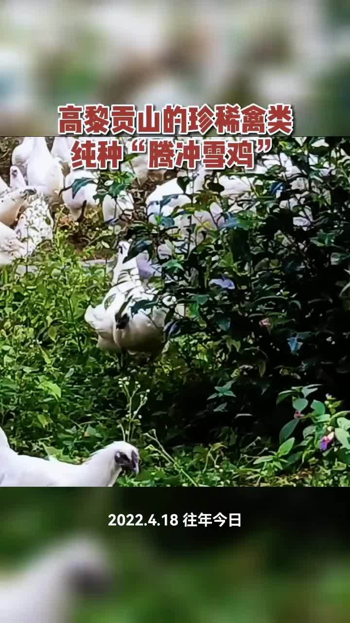 家禽养殖 鸡鸭鹅养殖 养鸡 农村散养土鸡 腾冲雪鸡