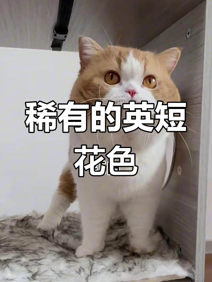 稀有英短花色大揭秘,你家猫咪是其中之一吗?