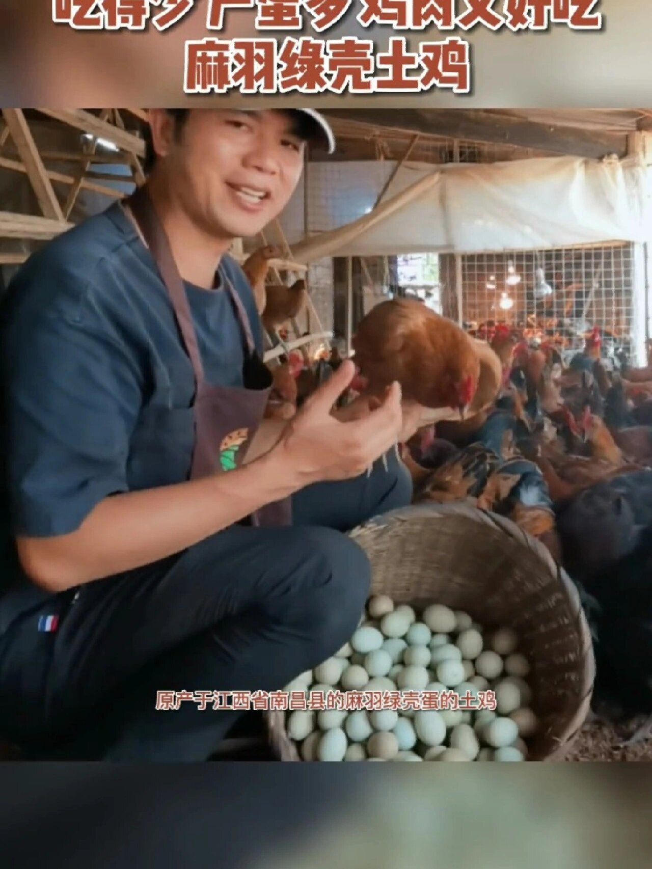 吃的少产的多肉质又好的麻羽绿壳土鸡