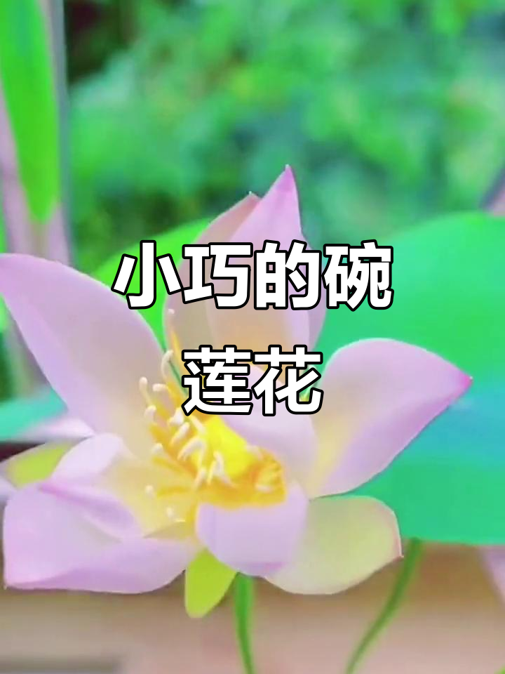碗莲:小茶杯里的水中荷花,美丽又神奇