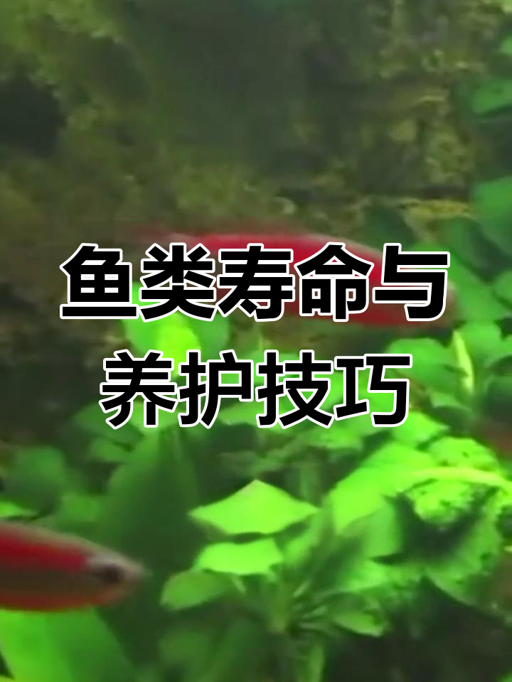 热带鱼寿命大揭秘,如何延长饲养时间