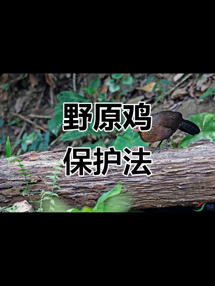 原鸡是家鸡的野生亲戚,受法律保护,严禁捕杀