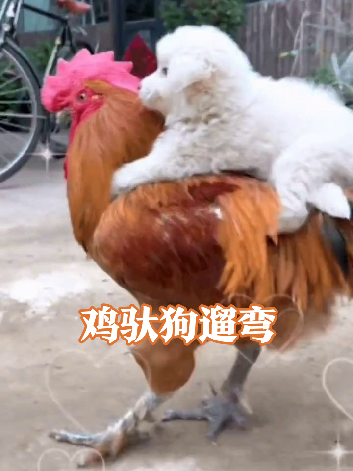大公鸡被迫当坐骑,白毛小狗稳如泰山,每步都是表情包