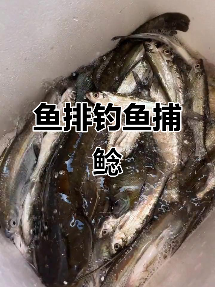 千岛湖鱼排钓鲶,针胡须旁伴小白头