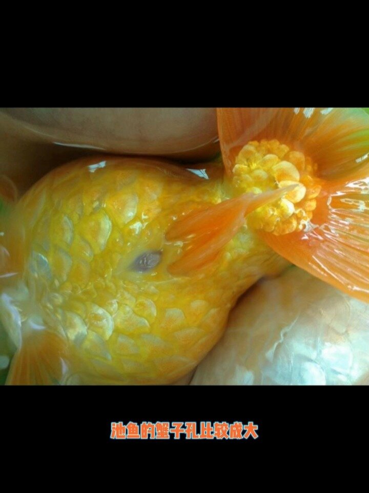 金鱼如何分辨公母