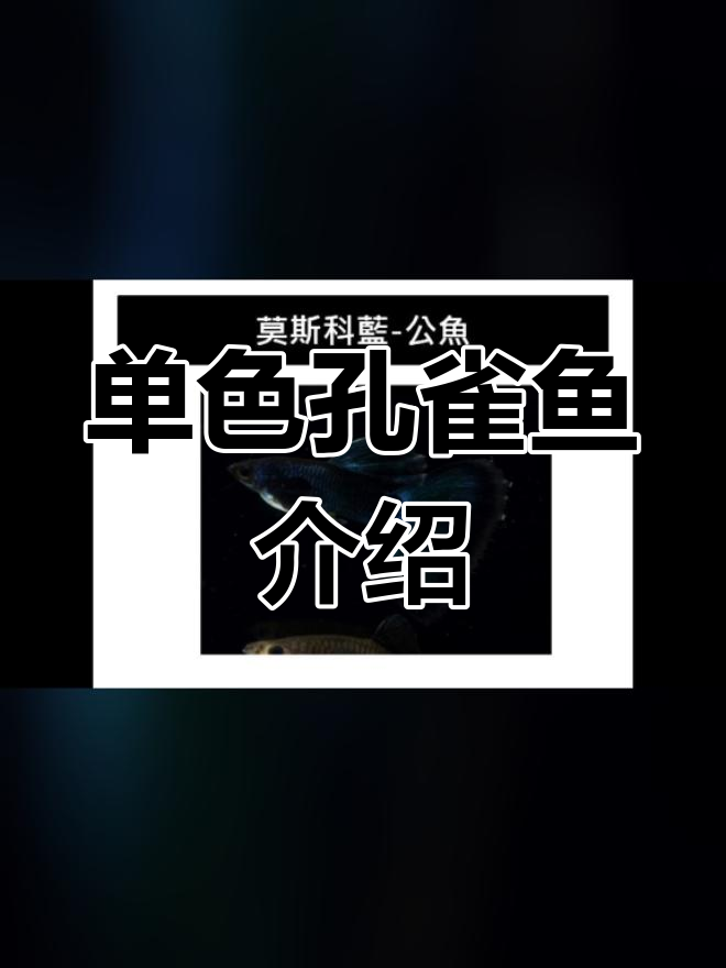孔雀鱼单色品种解析