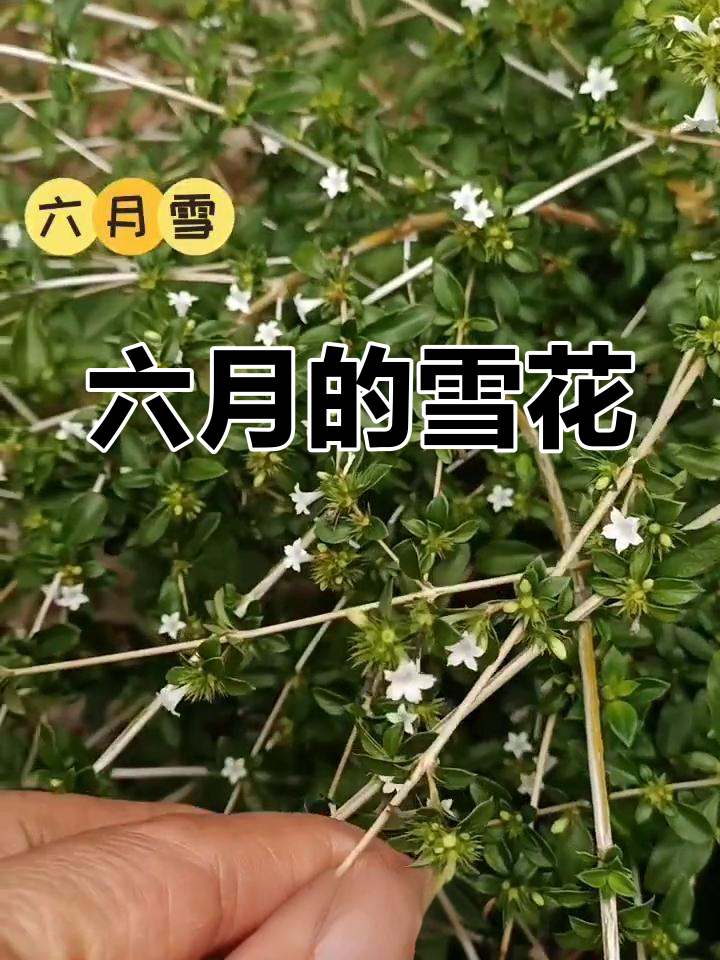 六月雪:美丽的盆景与药用价值