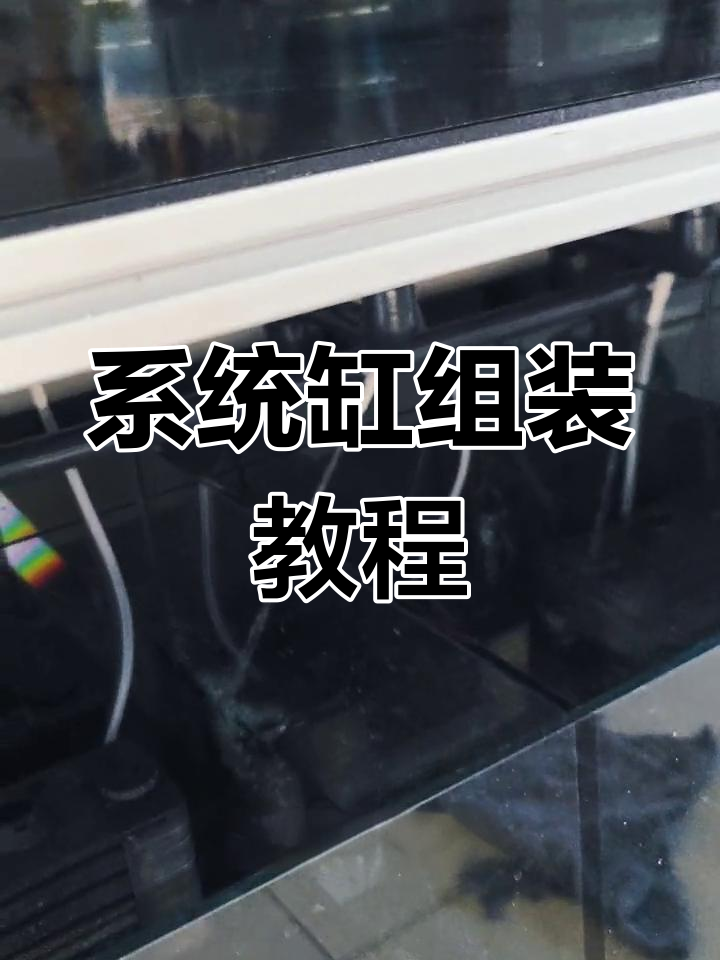 孔雀鱼繁殖系统缸搭建全攻略