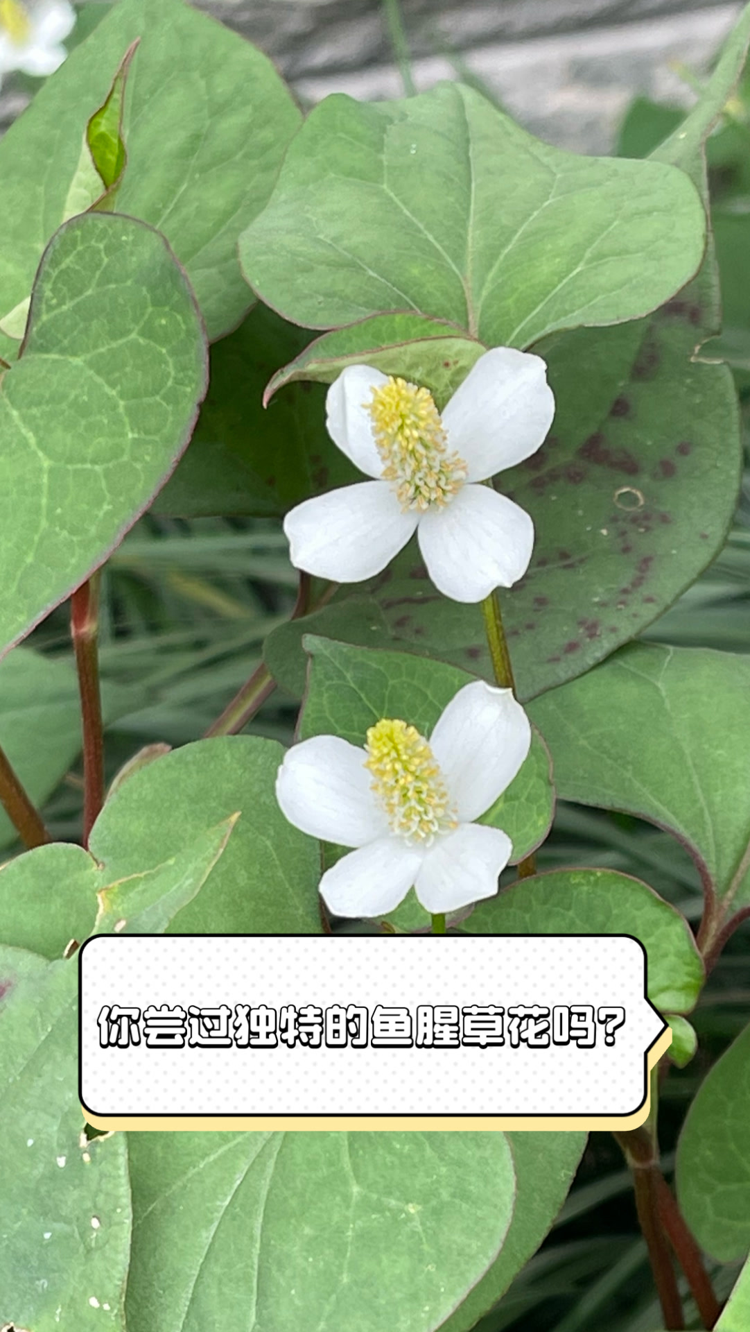 你尝过独特的鱼腥草花吗?