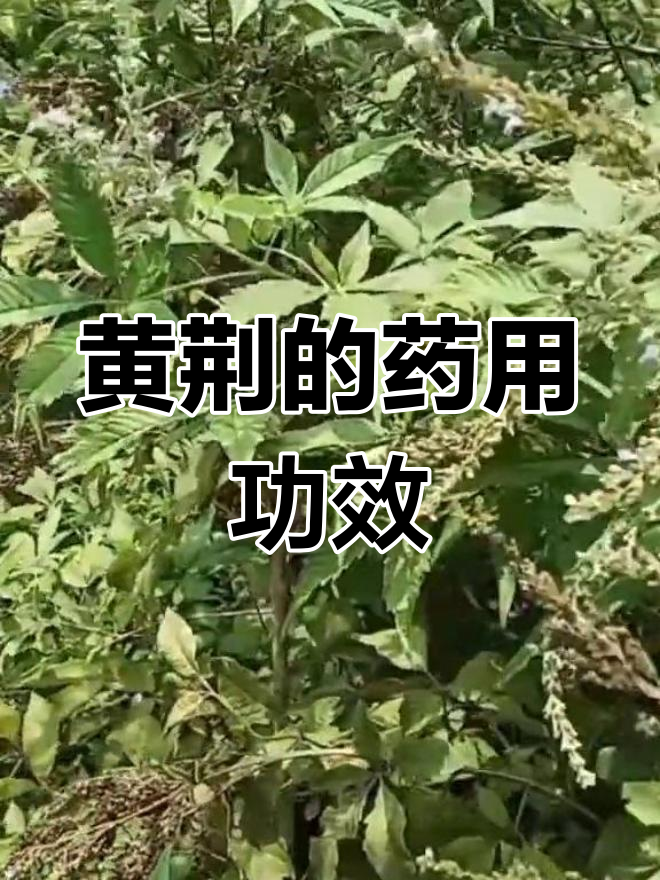 黄荆的多种用途与药用价值