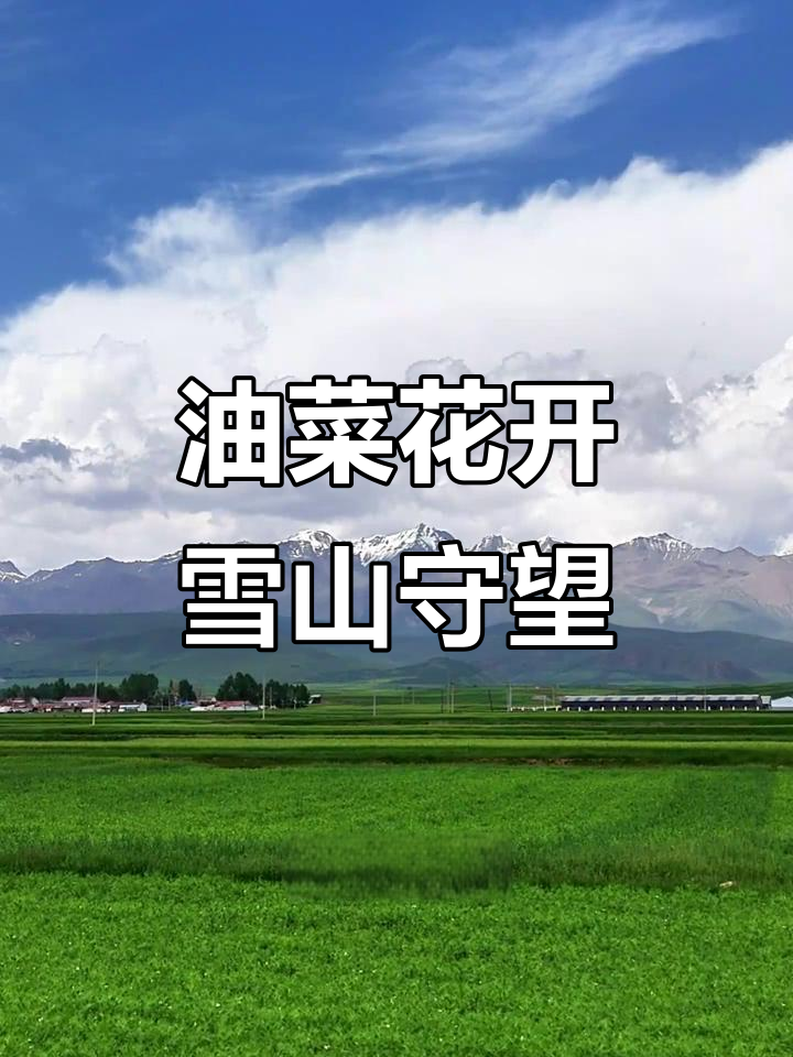 青海高原油菜花海:三百年耕作与雪峰的传奇故事