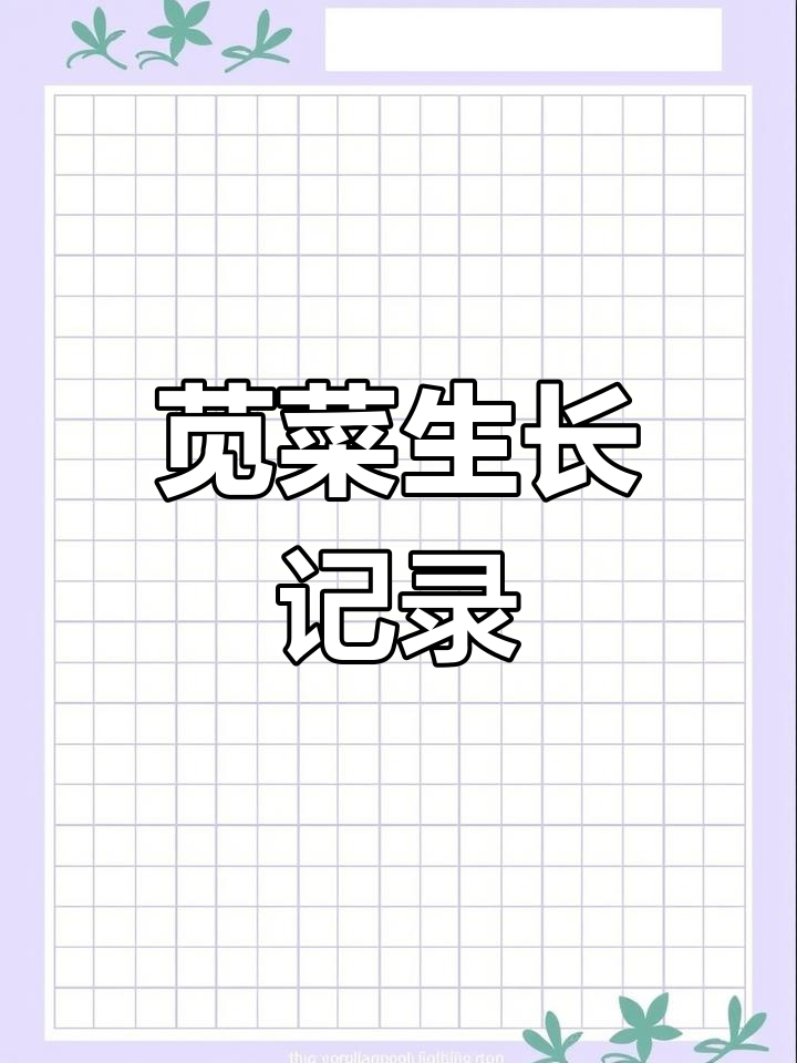 阳台苋菜15天成长记,耐热易种,管理轻松!