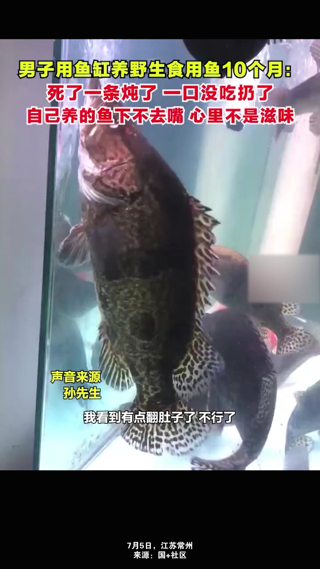 男子用鱼缸养野生食用鱼10个月:我养的初衷就是为了吃它,从很小养到41cm