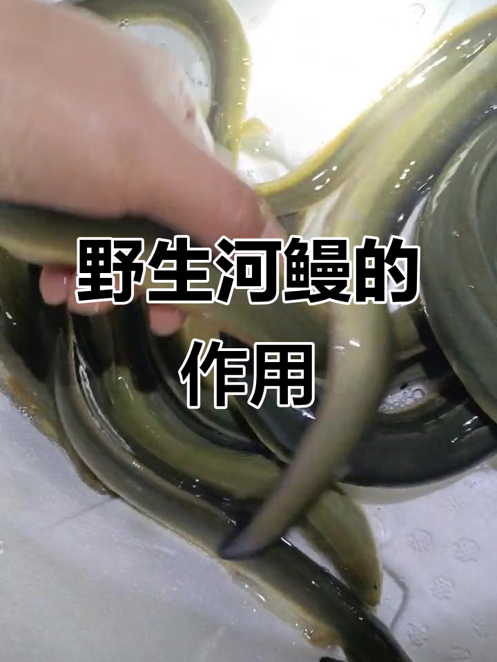 野生河鳗的神奇功效,大自然赋予的健康宝藏
