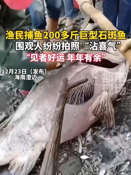 渔民捕获超大野生石斑鱼,重达205斤,按每斤65元算,共卖了1万3千元
