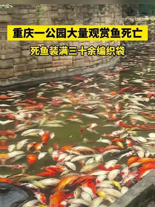 重庆一公园大量观赏鱼死亡 死鱼装满三十余编织袋