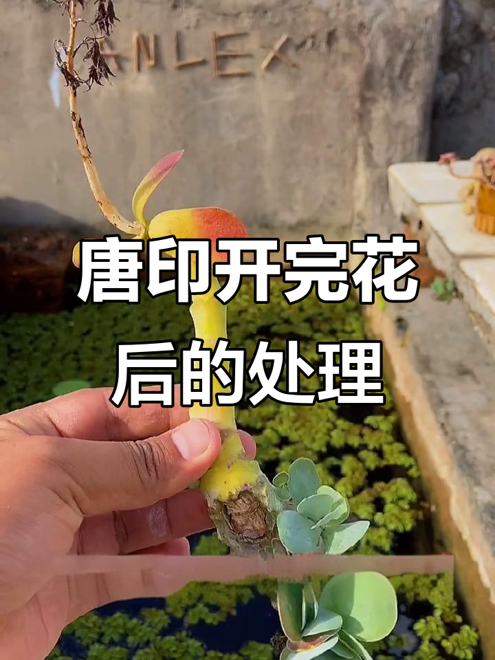 唐印开花后主头坏死,侧芽扦插技巧大公开