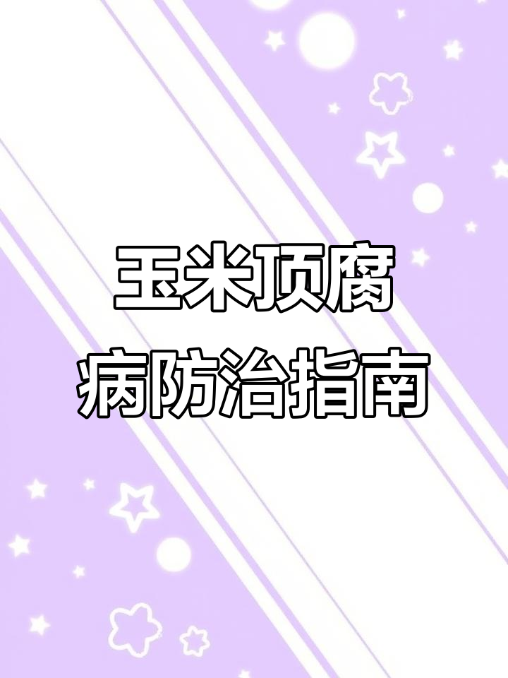 玉米顶腐病爆发,高温高湿环境加速病害传播