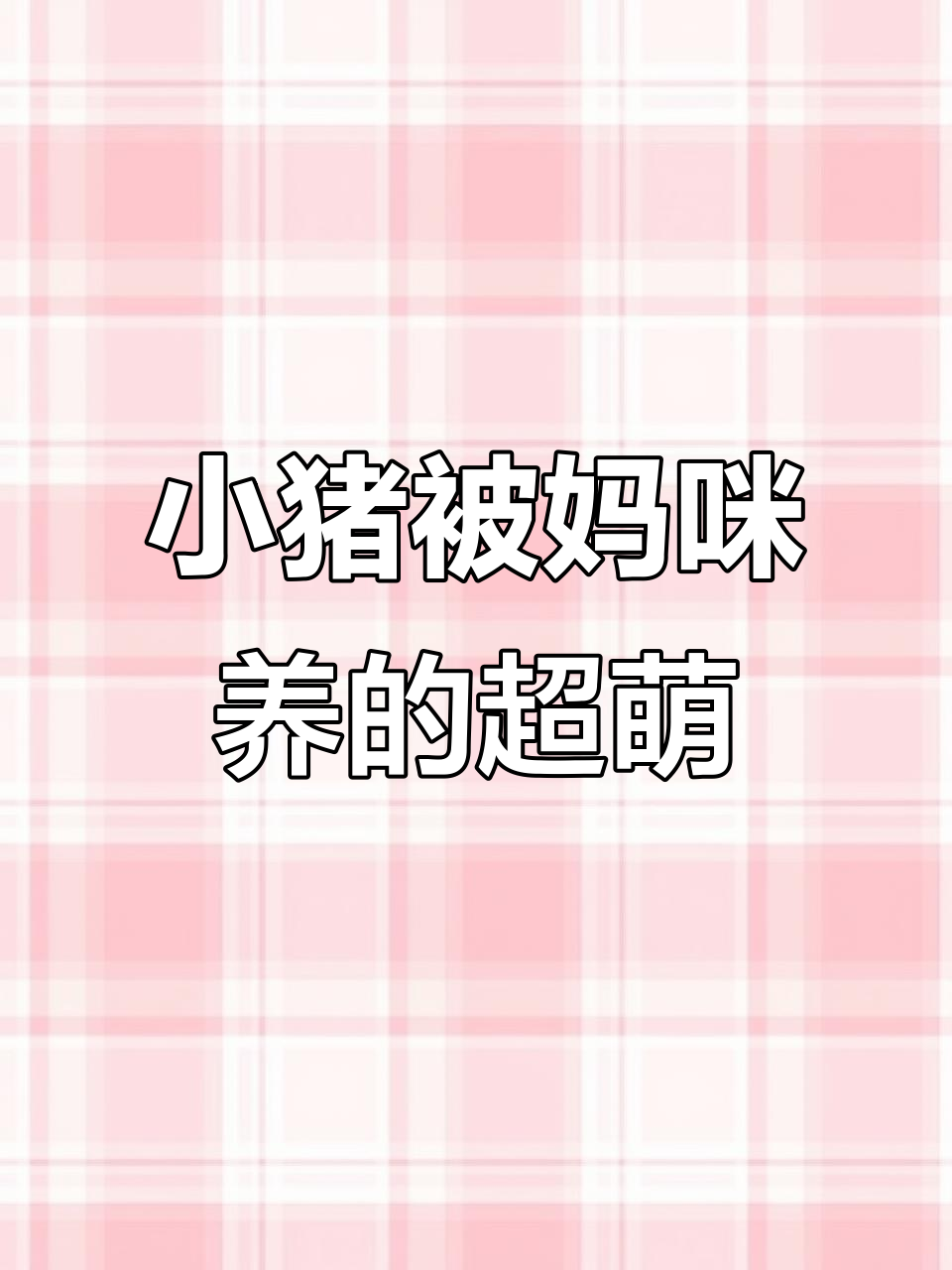 妈咪养的小猪,圆嘟嘟的可爱模样