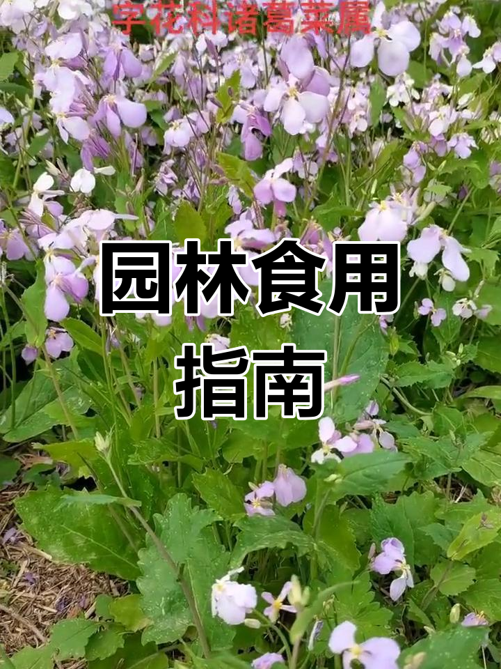 园林植物嫩叶泡水后炒食,种子可榨油