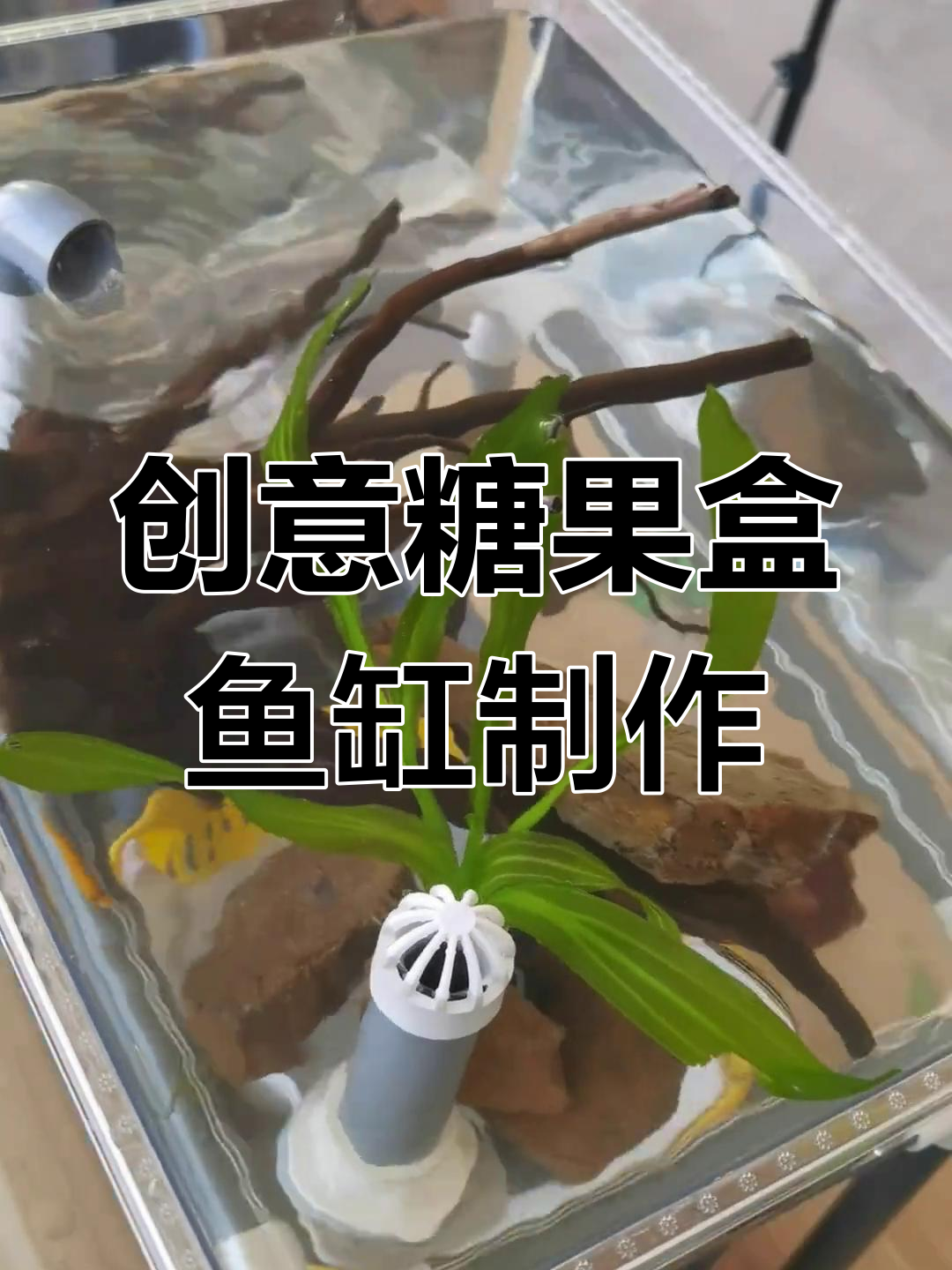 用糖果盒子DIY底滤鱼缸,简单又实用!