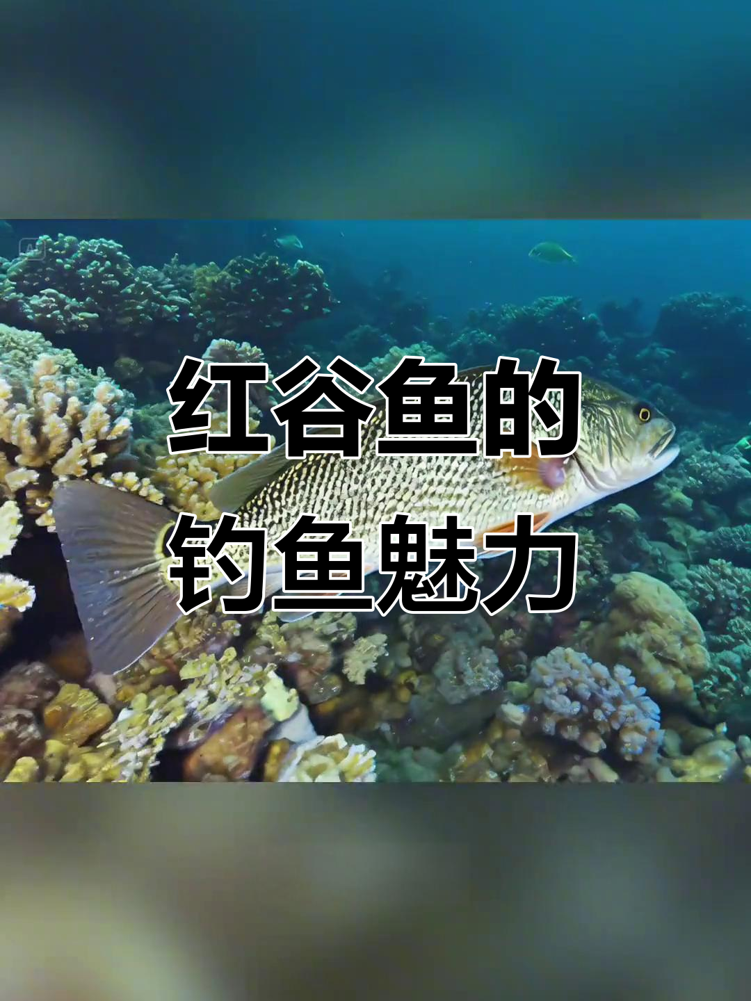 美国红鱼:挑战与刺激并存的矶钓体验