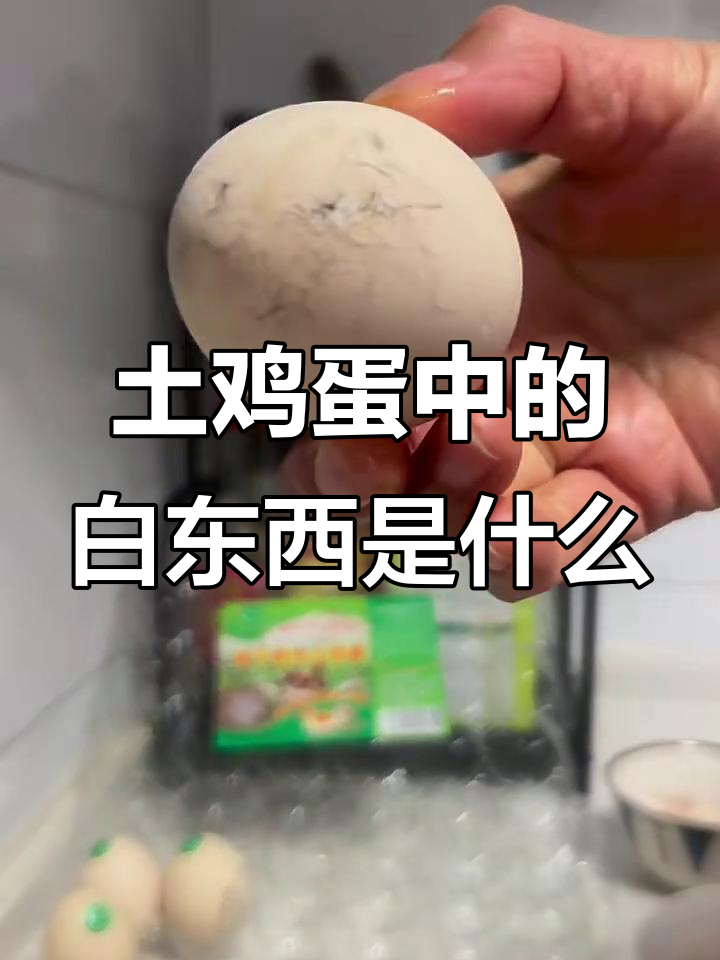 散养土鸡蛋里的白色絮状物,原来是这个!