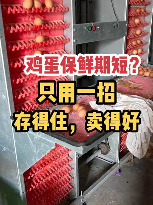 天热鸡蛋烂得快?鸡蛋保鲜期太短,好蛋变次蛋,想卖远点都不敢?饲料中加一勺有机稀土稀世宝鸡蛋