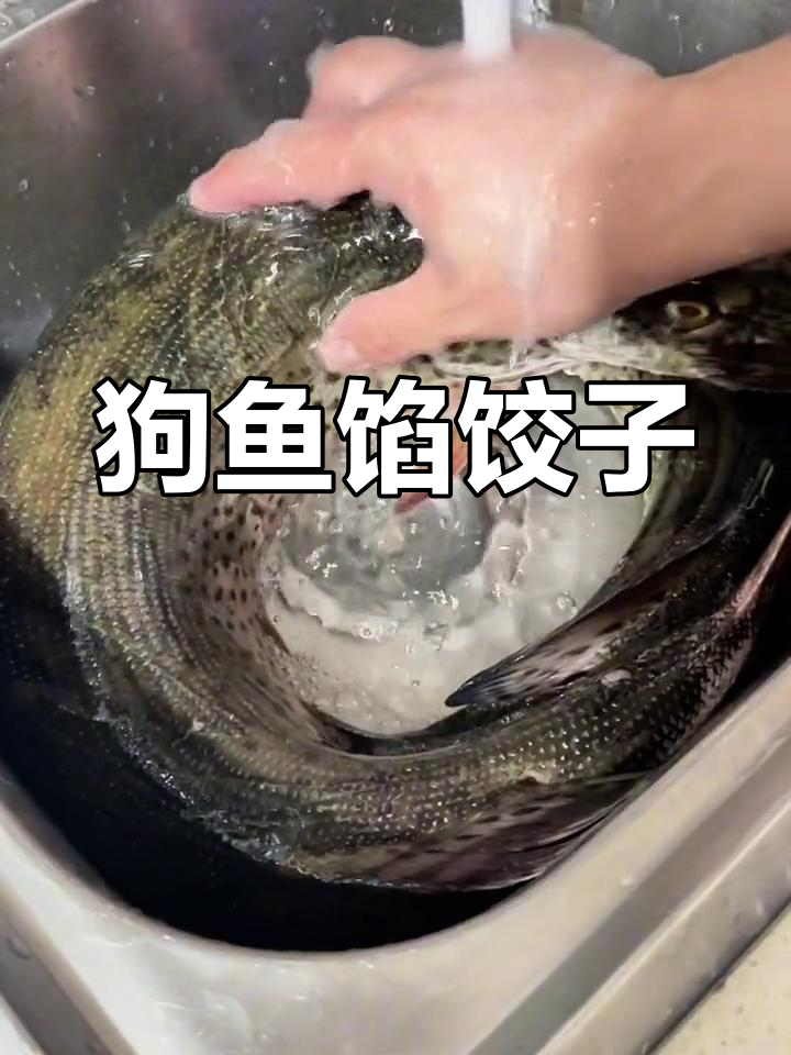 老公带回狗鱼,做鱼肉饺子