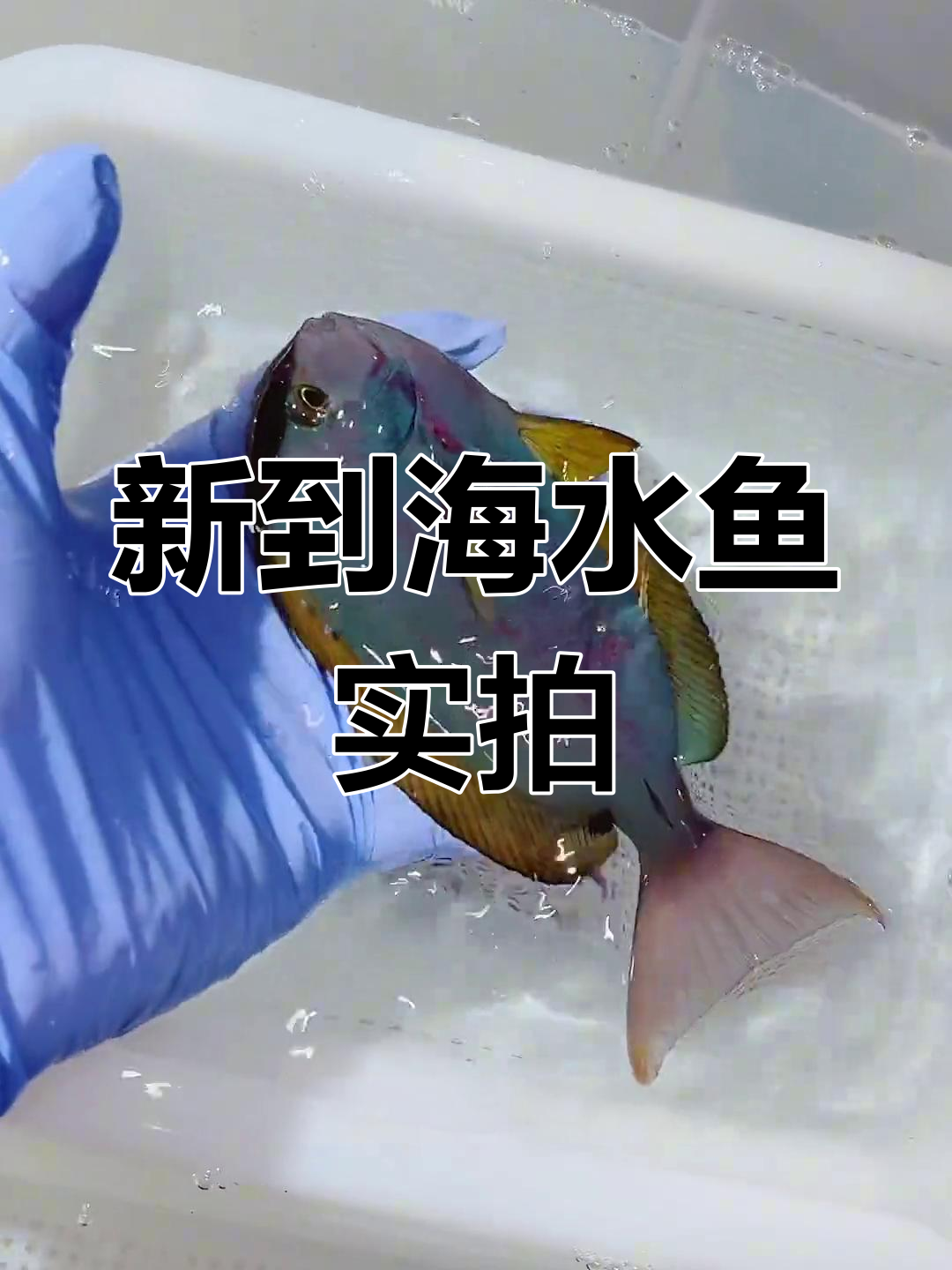 9月19日到货海水鱼品种分享