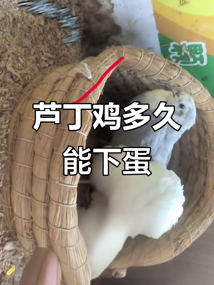 芦丁鸡下蛋的秘密:从出壳到产卵只需60天