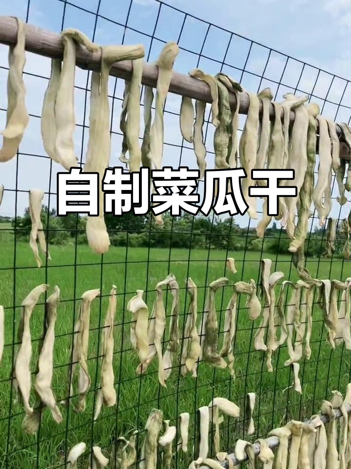 菜瓜干脆嫩爽口,自家晒制更美味