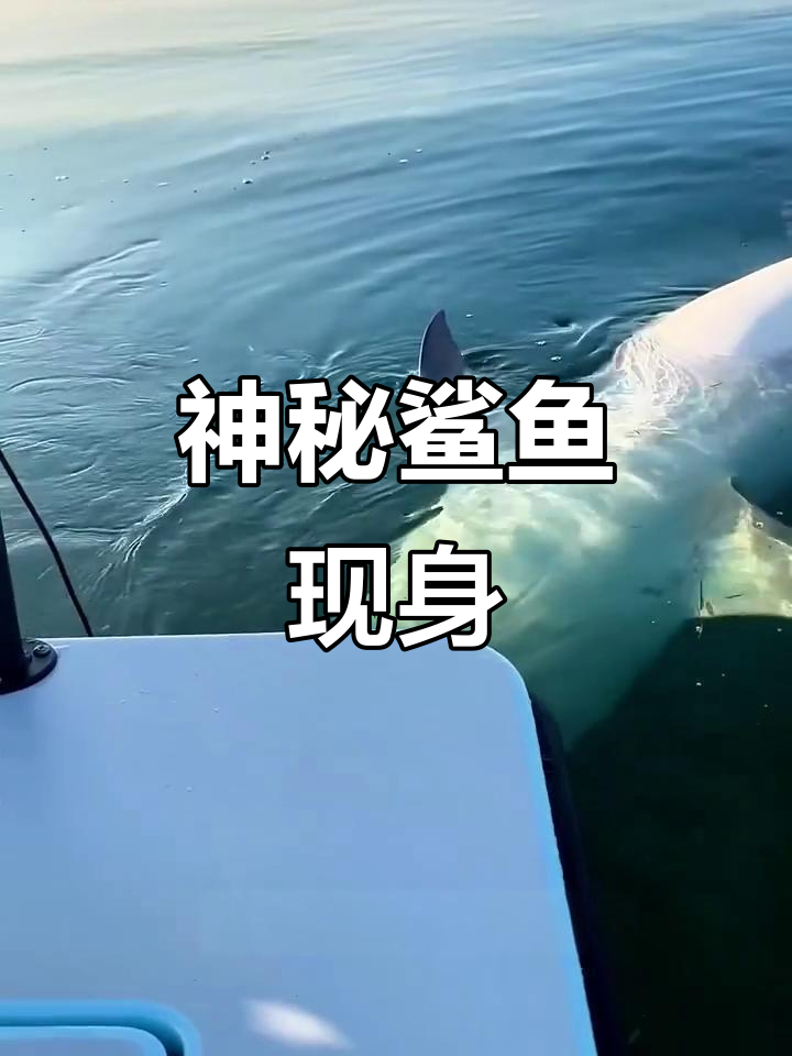 鲨鱼翻肚露出鳍,瞬间消失海面,令人惊讶!
