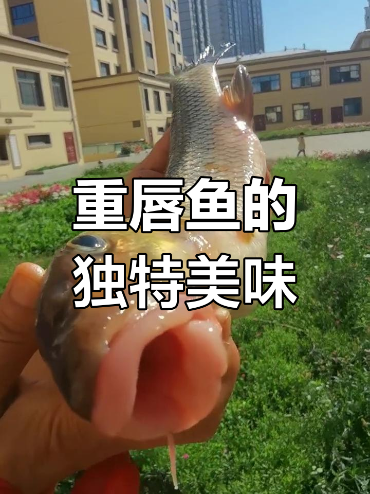 重唇鱼,双唇厚实鲜美,淡水四珍之首!