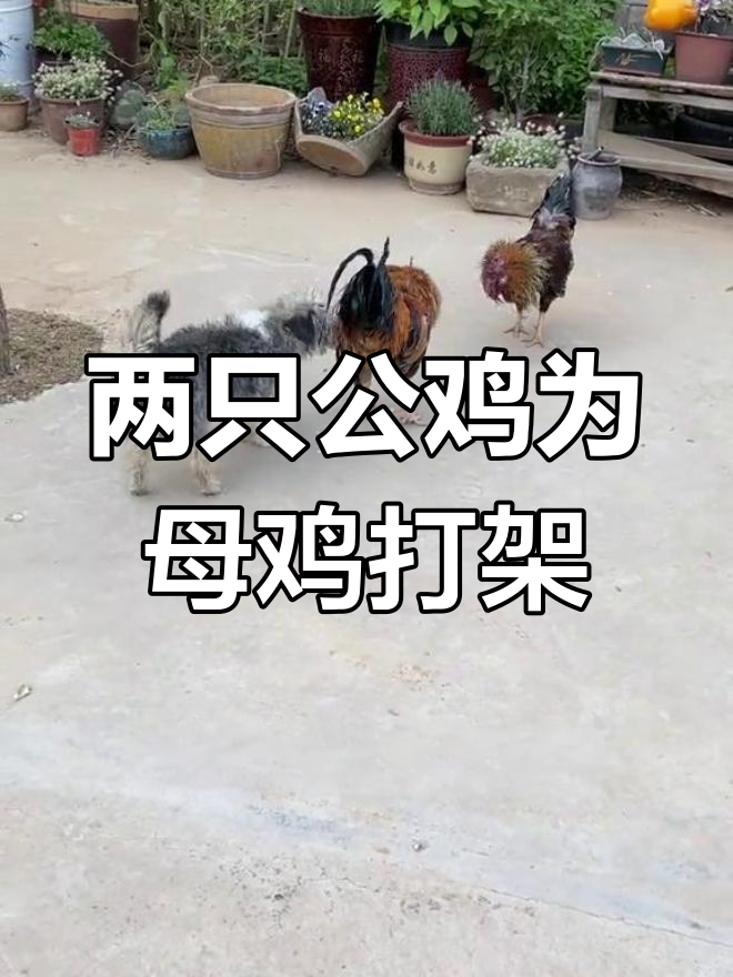 公鸡争斗,母鸡成焦点