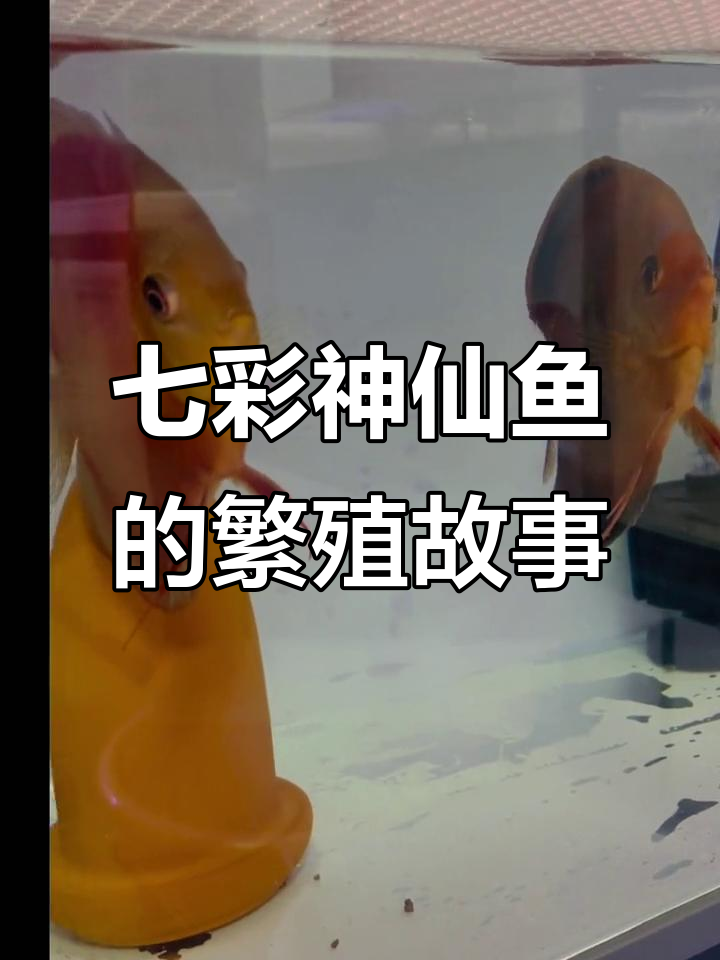 七彩神仙鱼的故事:从凶猛到繁殖,卡通与老公的温馨生活