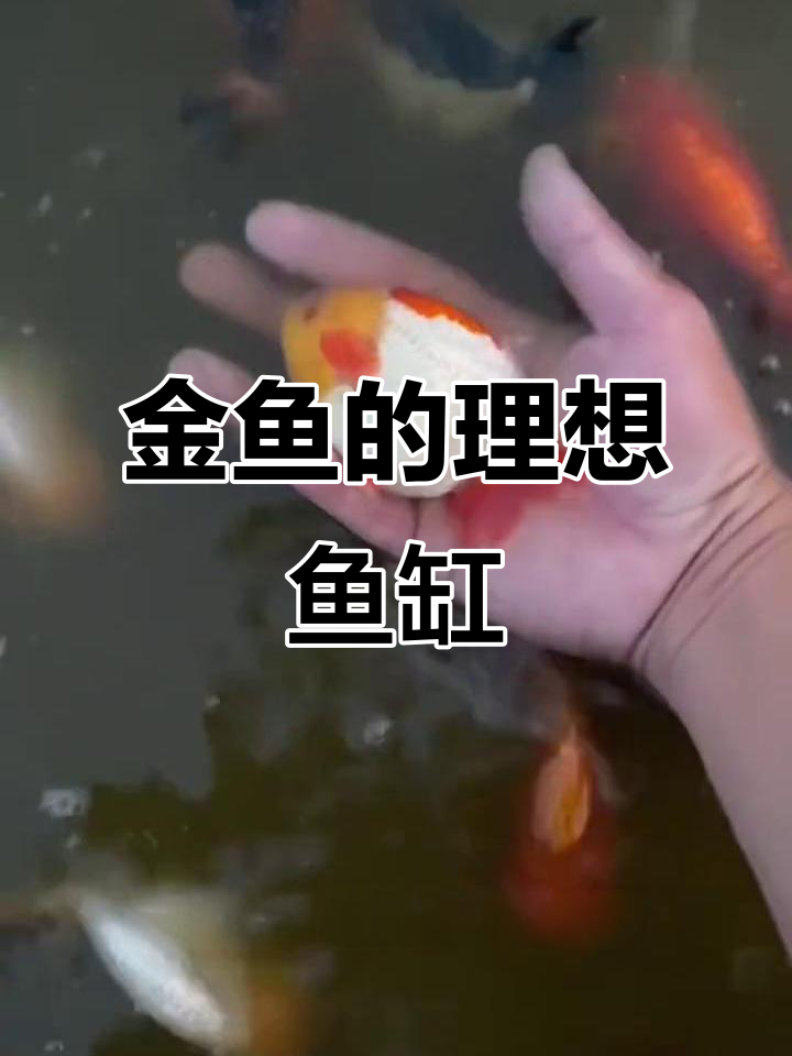 养金鱼的最佳鱼缸选择,玻璃、瓦缸还是木海?