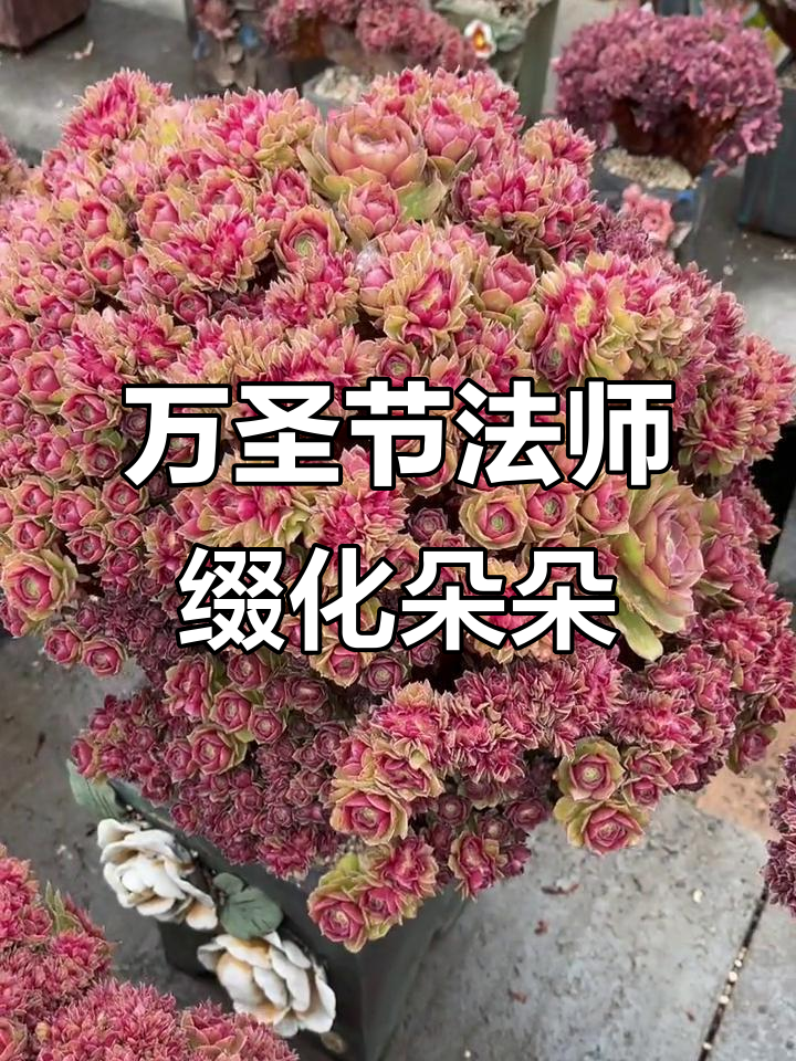 万圣节法师多肉,神秘玫瑰般的美丽