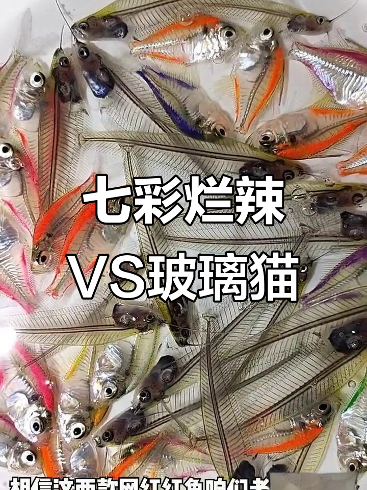 七彩烂辣与玻璃猫大比拼，哪款更美？